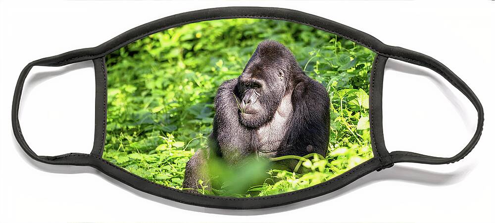 Gorilla Face Mask featuring the photograph Dominant male silverback gorilla, gorilla beringei beringei, grazing on the lush shrubs of the Bwindi Inpenetrable Forest by Jane Rix