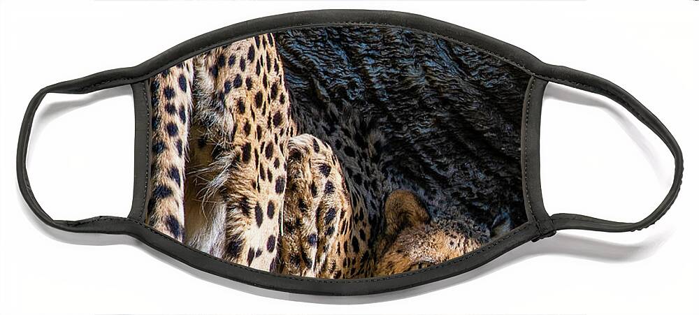 Animals Face Mask featuring the photograph Down-low Cheetah by David Levin