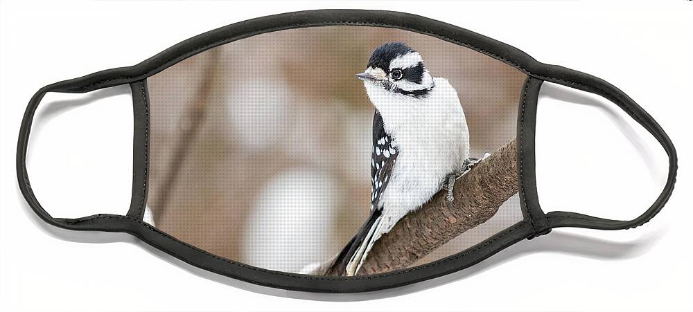 Downy Woodpecker Face Mask featuring the photograph Downy in the Snow I by Alyssa Tumale