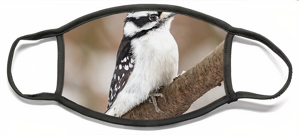 Downy Woodpecker Face Mask featuring the photograph Downy in the Snow II by Alyssa Tumale