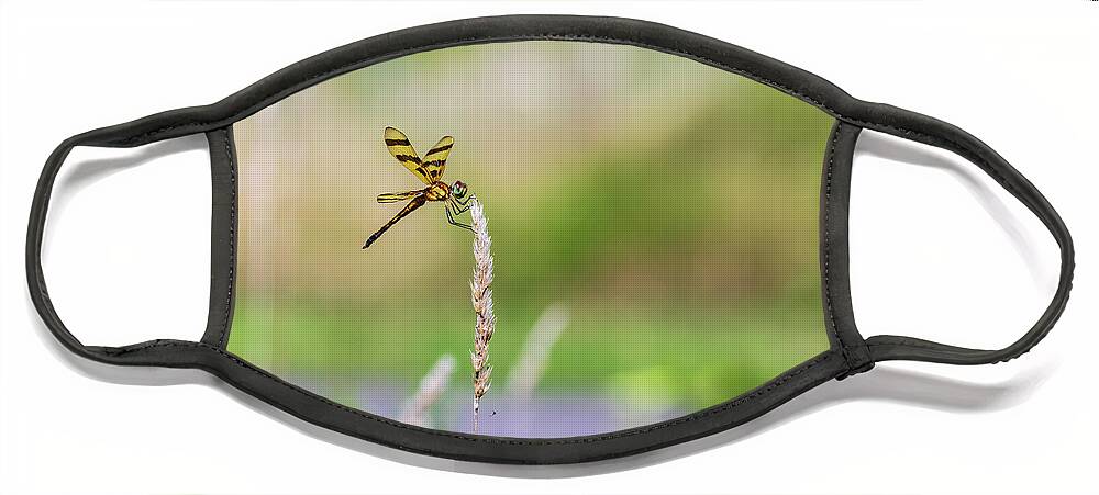 Animals Face Mask featuring the photograph Dragonfly Nature Photography by Amelia Pearn