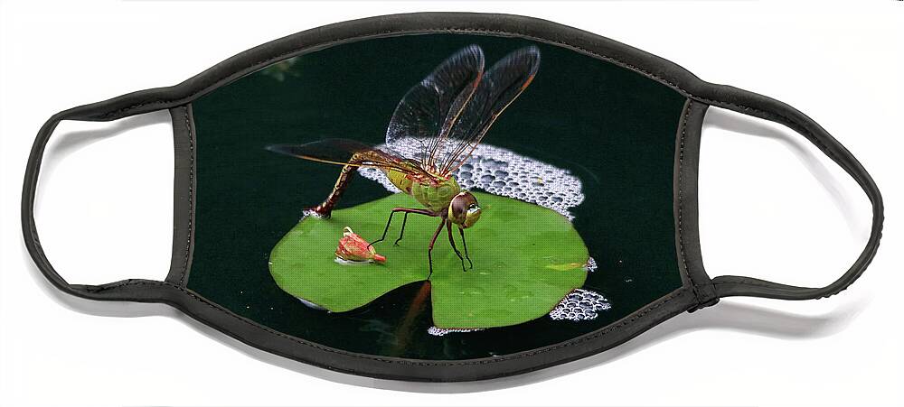 Dragonfly Face Mask featuring the photograph Dragonfly on a Lily Pad by Trina Ansel