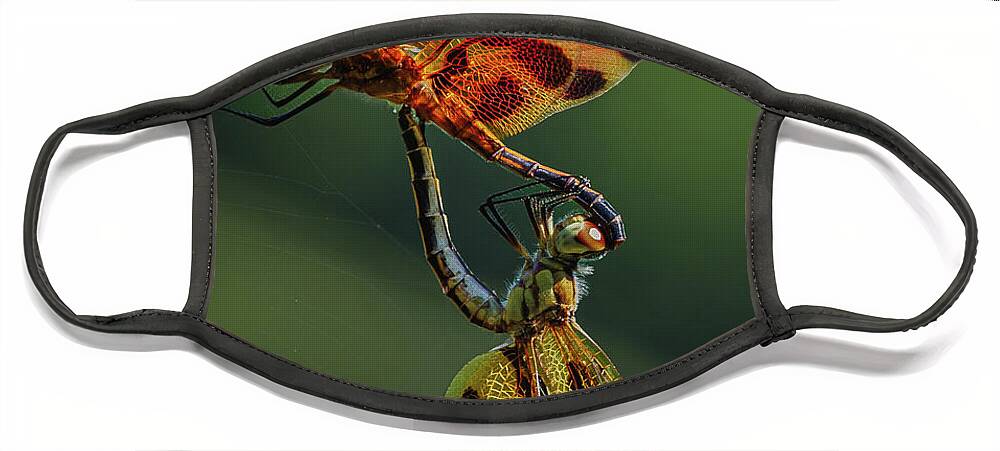 Dragonfly Face Mask featuring the photograph Dragonfly Wheel by Grant Twiss