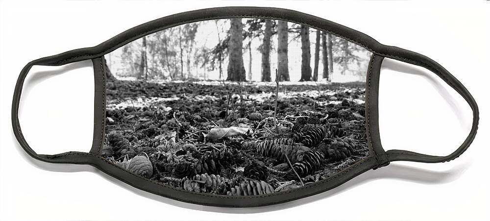 Pine Cones Face Mask featuring the photograph Dropped From Above in Black and White by Amanda R Wright