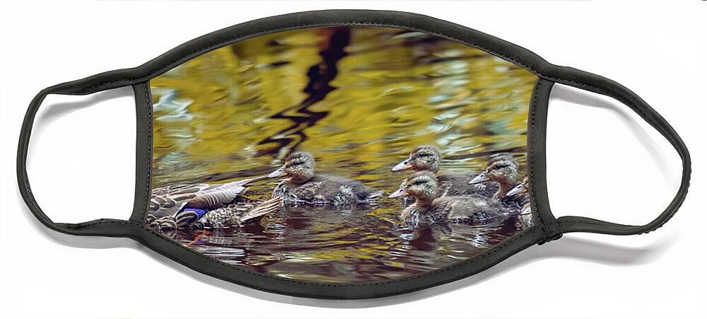 Mallard Face Mask featuring the photograph Duck Family by Michael Rauwolf