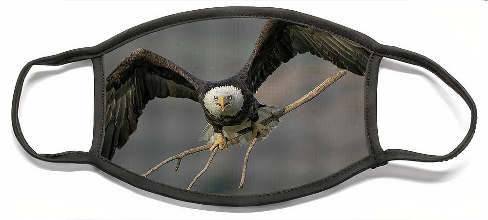 Bald Eagle Face Mask featuring the photograph Eagle Nest Building by Beth Sargent