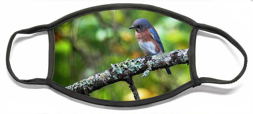 North America Face Mask featuring the photograph Eastern Bluebird Looking Intently by Charles Floyd