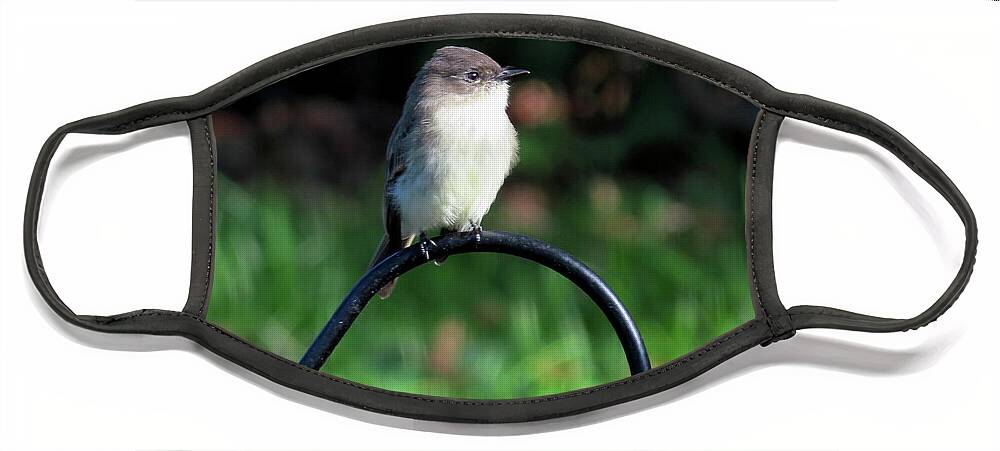Birds Face Mask featuring the photograph Eastern Phoebe by Linda Stern