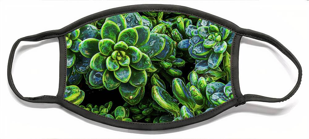 Digitally Face Mask featuring the photograph Echeveria Succulent with Raindrops by Roslyn Wilkins