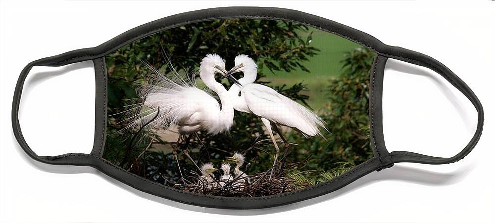 Egret Face Mask featuring the photograph Egret Family by Nancy Ayanna Wyatt