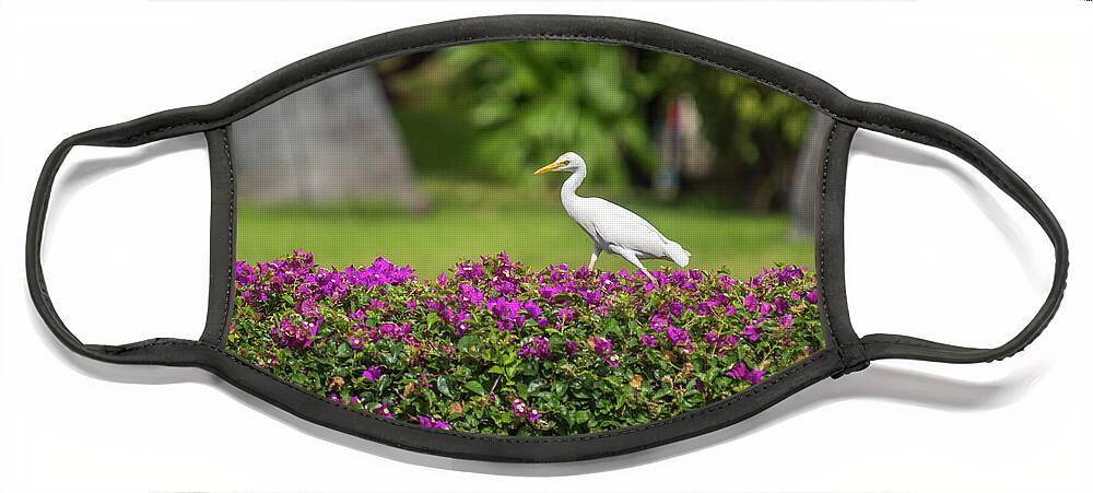 Birds Face Mask featuring the photograph Egret on Hedge by Bill Cubitt