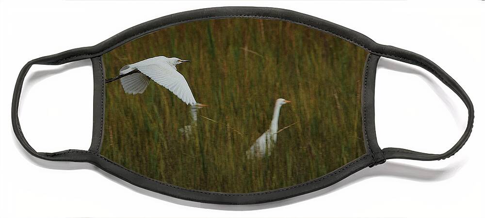 Georgia Face Mask featuring the photograph Egrets Fish in the Marshes of Glynn by John Simmons