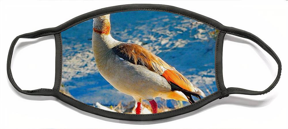 Bird Face Mask featuring the photograph Egyptian Goose Above Water by Andrew Lawrence