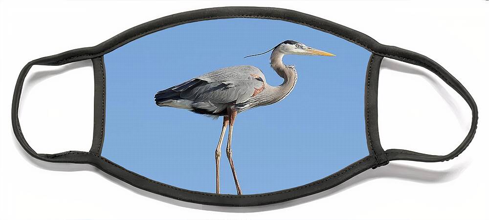 Great Blue Heron Face Mask featuring the photograph Elegant Great Blue Heron by Mingming Jiang