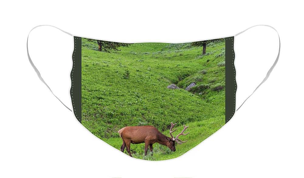 Tim Stanley Face Mask featuring the photograph Elk on the Hillside by Tim Stanley