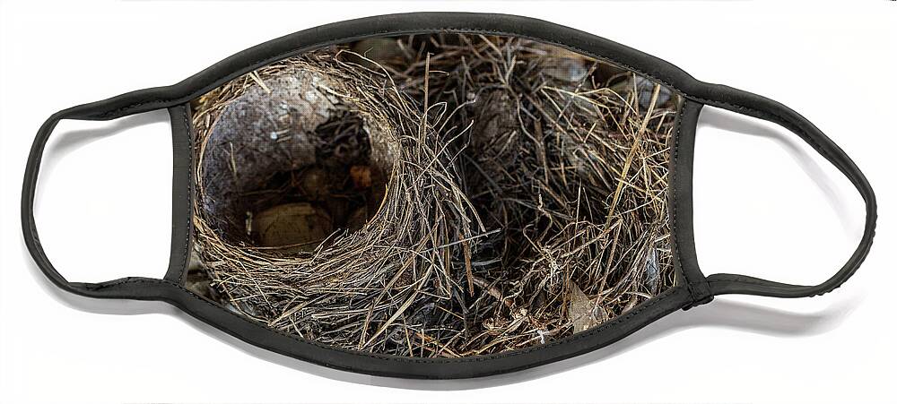 Animals Face Mask featuring the photograph Empty Nest - Wildlife Photography 2 by Amelia Pearn