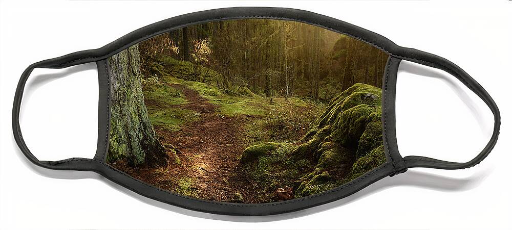 Forest Face Mask featuring the photograph Enchanted Temperate Rainforest by Naomi Maya