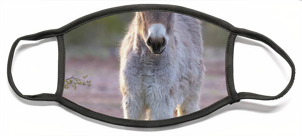 Wild Burro Face Mask featuring the photograph Evening Friend by Mary Hone