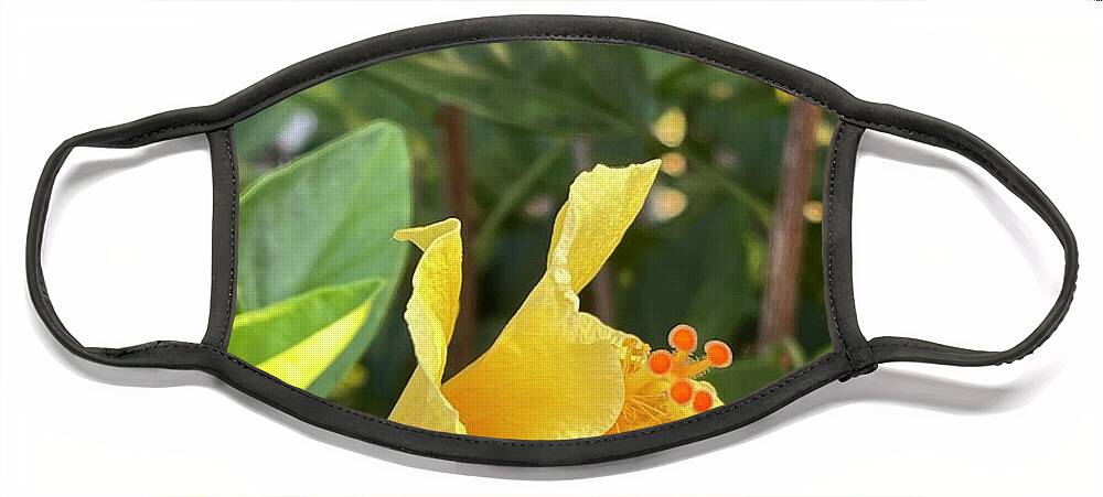 Photograph Face Mask featuring the photograph Evening Hibiscus by Beverly Read