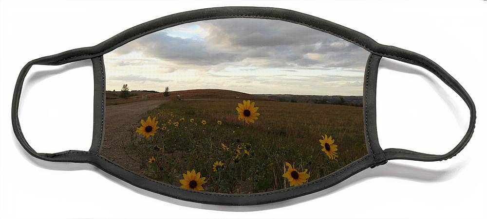 Sunflowers Face Mask featuring the photograph Evening Sunflowers by Amanda R Wright