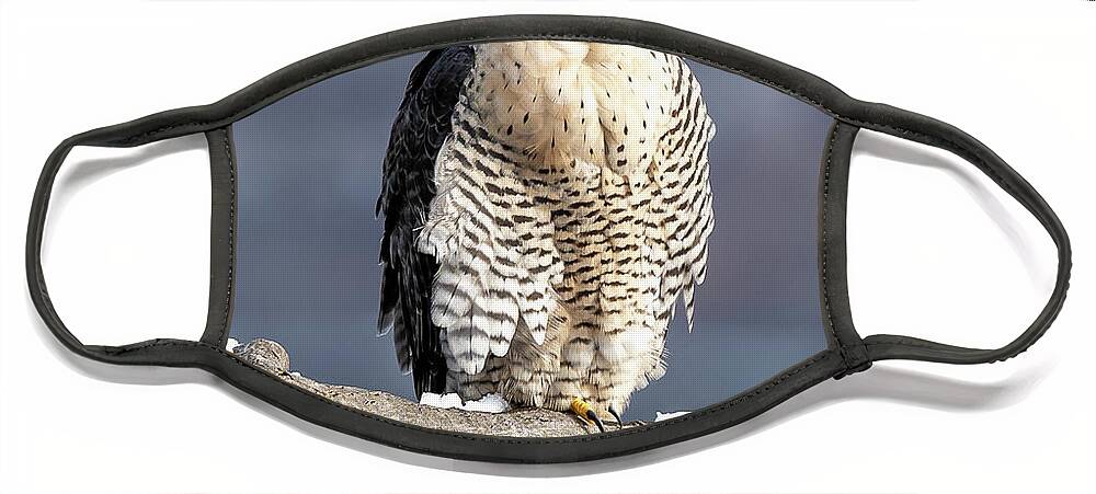 Birds Face Mask featuring the photograph Falcon in Winter-1 by Kevin Suttlehan