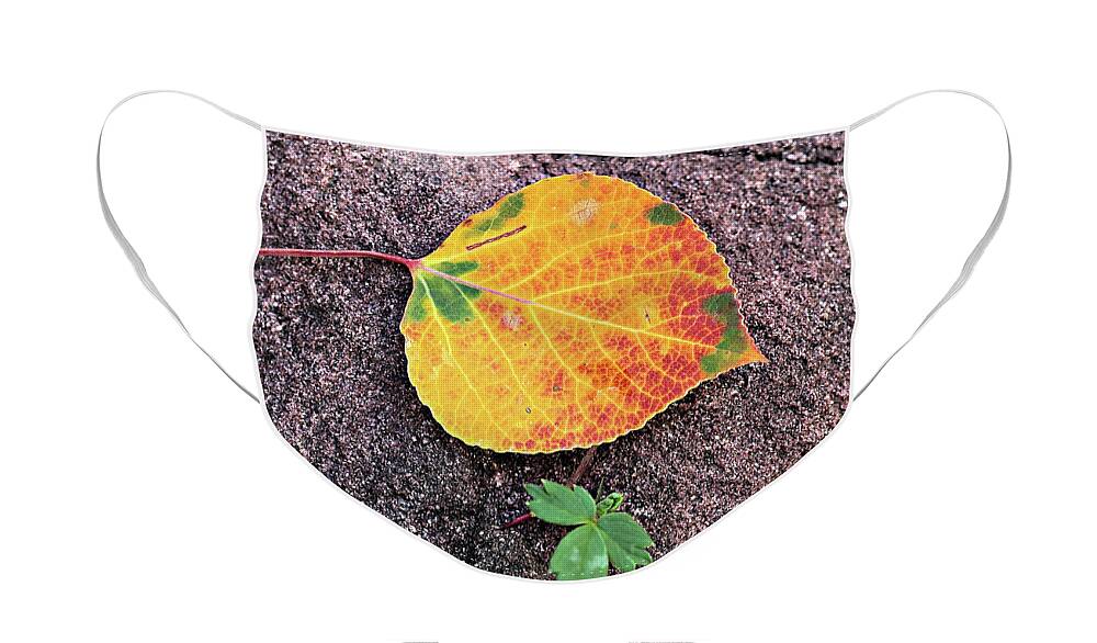 Fall Face Mask featuring the photograph Fall Colors on Rock by Bob Falcone