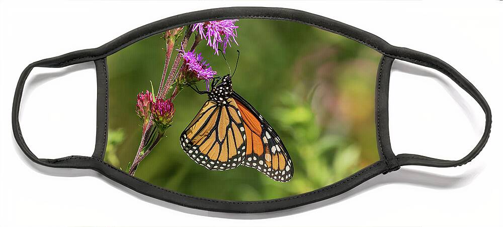 Monarch Butterfly Face Mask featuring the photograph Fall Monarch 2016-12 by Thomas Young