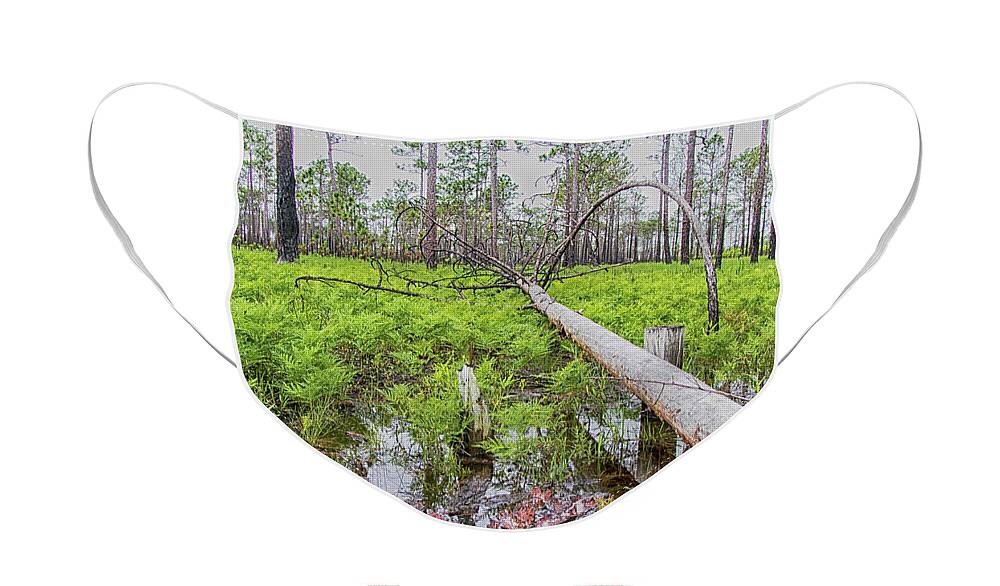 Forest Face Mask featuring the photograph Fallen Tree and Ferns in the Croatan by Bob Decker