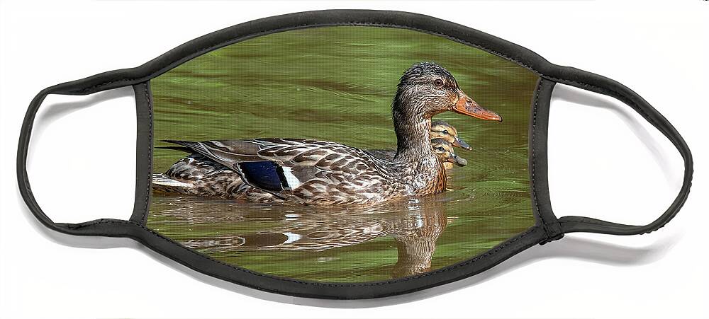 Nature Face Mask featuring the photograph Family of Mallard Ducks DWF0241 by Gerry Gantt