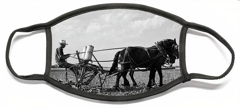 1 Person Face Mask featuring the photograph Farmer Fertilizing Corn by Underwood Archives  Arthur Rothstein