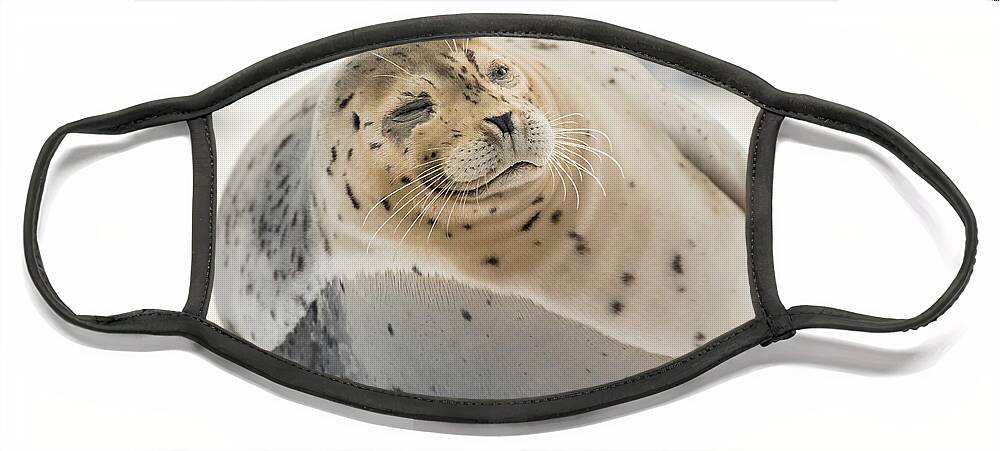 Seal Face Mask featuring the photograph Fat And Happy by David Kirby