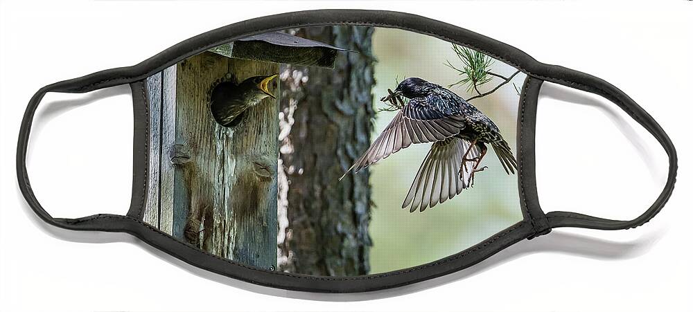 Feeding Flying Starling Face Mask featuring the photograph Feeding Flying Starling by Torbjorn Swenelius