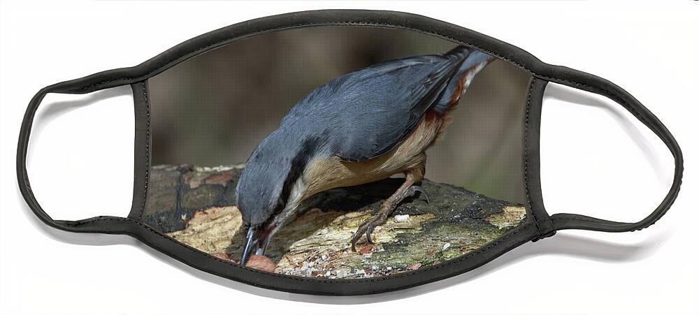 Bird Face Mask featuring the photograph Feeding Nuthatch by Stephen Melia