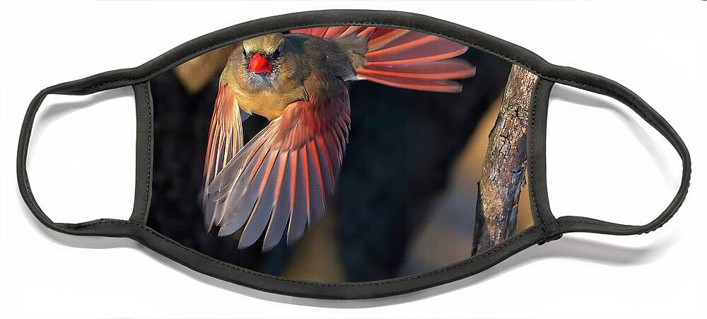Cardinal Face Mask featuring the photograph Female Cardinal in Flight by Flinn Hackett