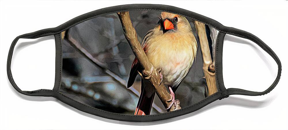 Female Cardinal Face Mask featuring the photograph Female Cardinal in Morning Suun by Jaki Miller