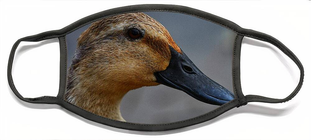 Photo Face Mask featuring the photograph Female Duck by Evan Foster