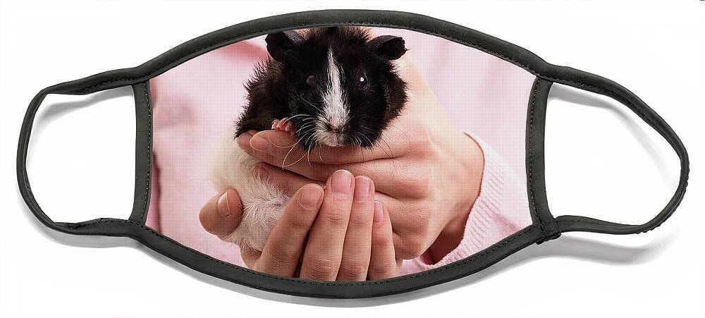 Guinea Pig Face Mask featuring the photograph Female hands holding a guinea pig by Mendelex Photography