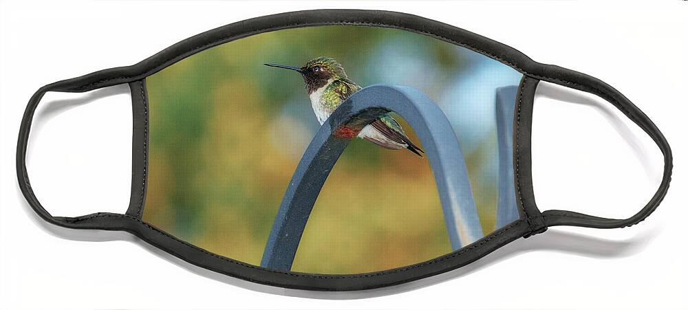 Female Face Mask featuring the photograph Female Ruby-Throated Hummingbird by Frank Mari