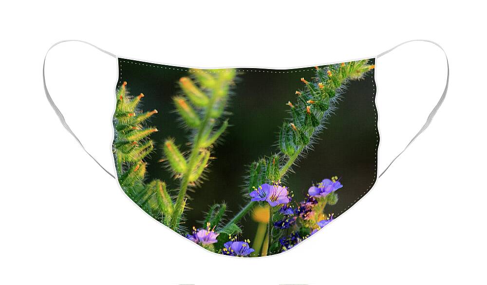 Arizona Wildflowers Face Mask featuring the photograph Fiddle Neck Bouquet by Gene Taylor