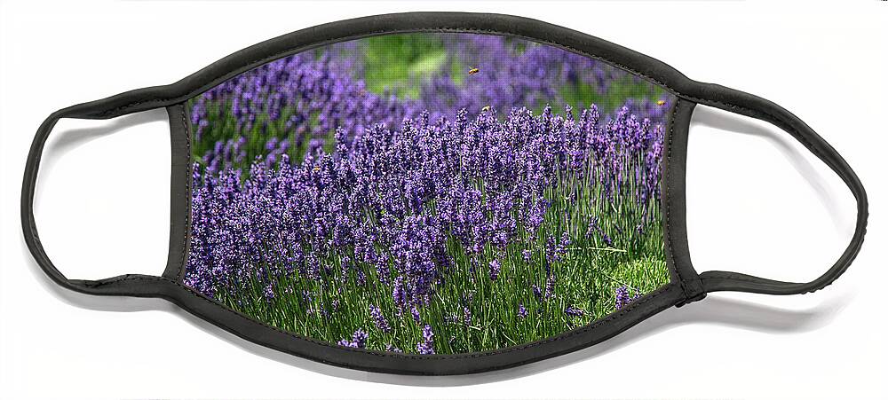 Purple Face Mask featuring the photograph Field of Purple Flowers by Dart Humeston