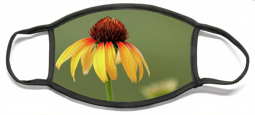 Coneflower Face Mask featuring the photograph Fiery Coneflower by Lens Art Photography By Larry Trager
