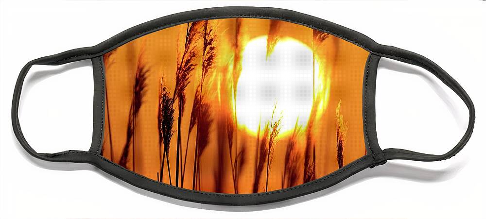 Sunset Face Mask featuring the photograph Fiery Grasses by Liza Eckardt