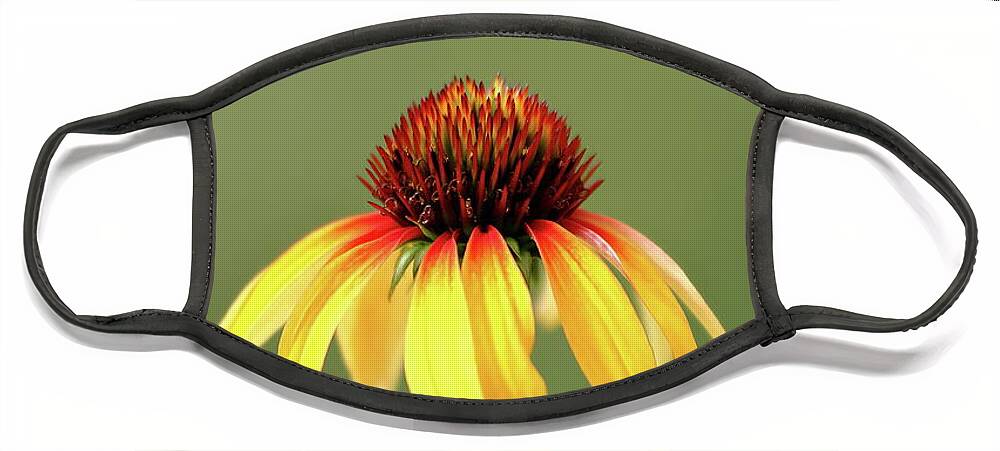 Coneflower Face Mask featuring the photograph Fiesta Coneflower by Lens Art Photography By Larry Trager