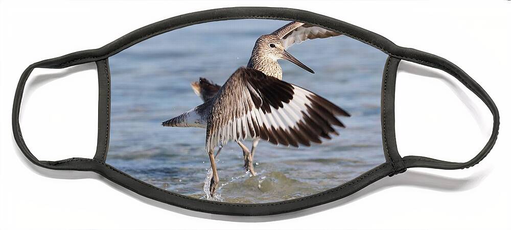 Willet Face Mask featuring the photograph Fight between Two Willets by Mingming Jiang