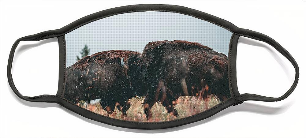  Face Mask featuring the photograph Fighting Bison by William Boggs