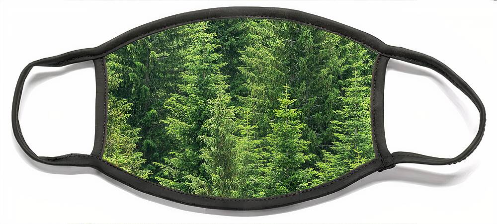 Fir Face Mask featuring the photograph Fir Trees Forest Background by Mikhail Kokhanchikov