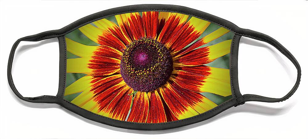 Indian Blanket Face Mask featuring the photograph Firewheel by Bill Barber