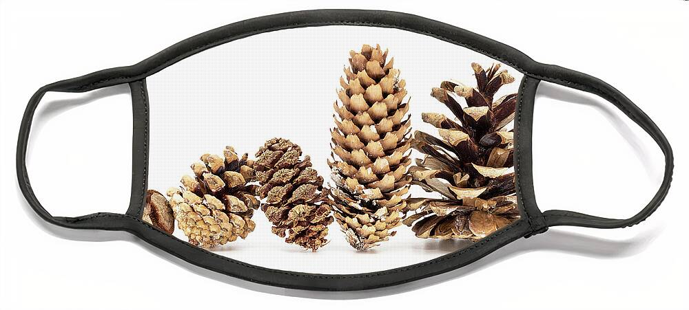Cone Face Mask featuring the photograph Family - Five different pine cones standing in row by Viktor Wallon-Hars