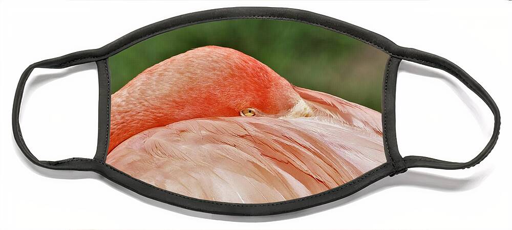 Nature Face Mask featuring the photograph Flamingo All Tucked In by Sheila Brown