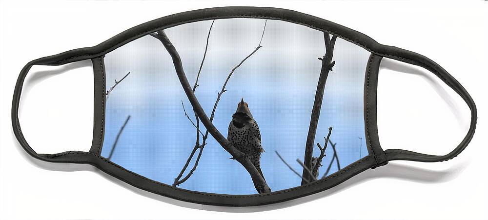 Northern Flicker Face Mask featuring the photograph Flicker by Amanda R Wright